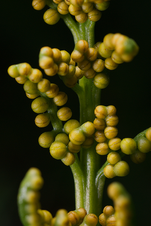 Botrychium lunaria / Botrichio